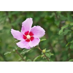 Ketmie de Syrie (Hibiscus syriacus) 10 graines