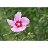 Syrische hibiscus (Hibiscus syriacus) 10 zaden