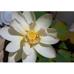 Indische Lotosblume (Nelumbo nucifera) 4 Samen