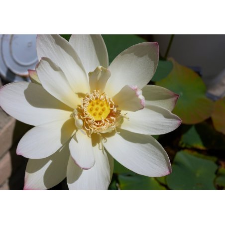 Индийски лотос (Nelumbo nucifera) 4 семена