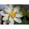 Lotus indian (Nelumbo nucifera) 4 semințe