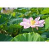 Intialainen lotos (Nelumbo nucifera) 4 siementä