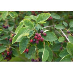Ірга канадська (Amelanchier canadensis) 8 насінин