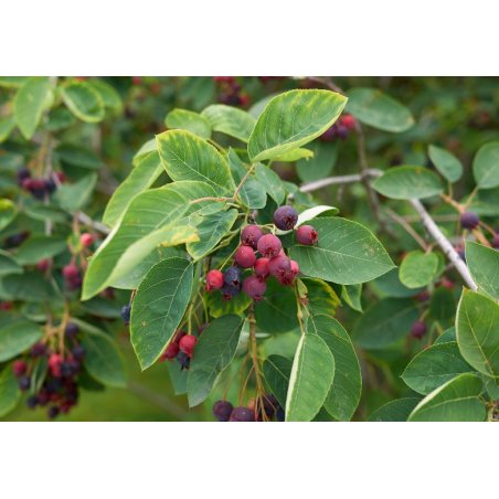 Kanadai fanyarka (Amelanchier canadensis) 8 mag
