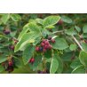 Guillomo canadiense (Amelanchier canadensis) 8 semillas