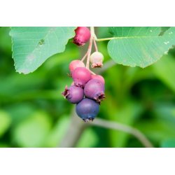 Kanadanpihlaja (Amelanchier canadensis) 8 siementä