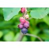 Kanadanpihlaja (Amelanchier canadensis) 8 siementä