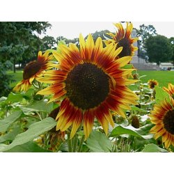 Girasole - Helianthus ProCut White Nite