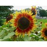 Auringonkukka - Helianthus ProCut White Nite