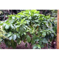 Noni de hoja de cítrico (Morinda citrifolia) 7 semillas