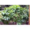 Noni cytrusolistna (Morinda citrifolia) 7 nasion