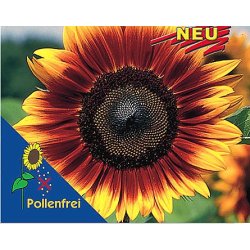 Auringonkukka - Helianthus ProCut White Nite