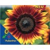 Sunflower - Helianthus ProCut White Nite