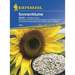 Sonnenblume -Helianthus Snack