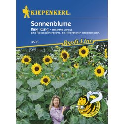 Zonnebloem - Helianthus King Kong