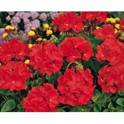 Pelargónia zonálna červená