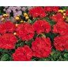 Pelargonium zonale czerwone