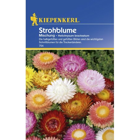 Immortelle des jardins