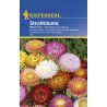 Strawflower