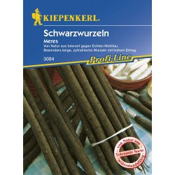 Schwarze Wurzel