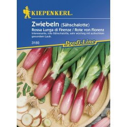 Cebolla de primavera