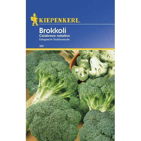 Broccolo - Calabrese natalino