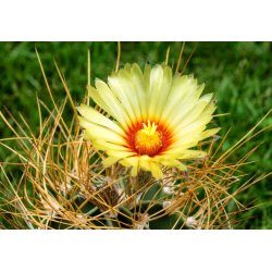 Cactus Capricorne (Astrophytum capricorne) 6 semillas