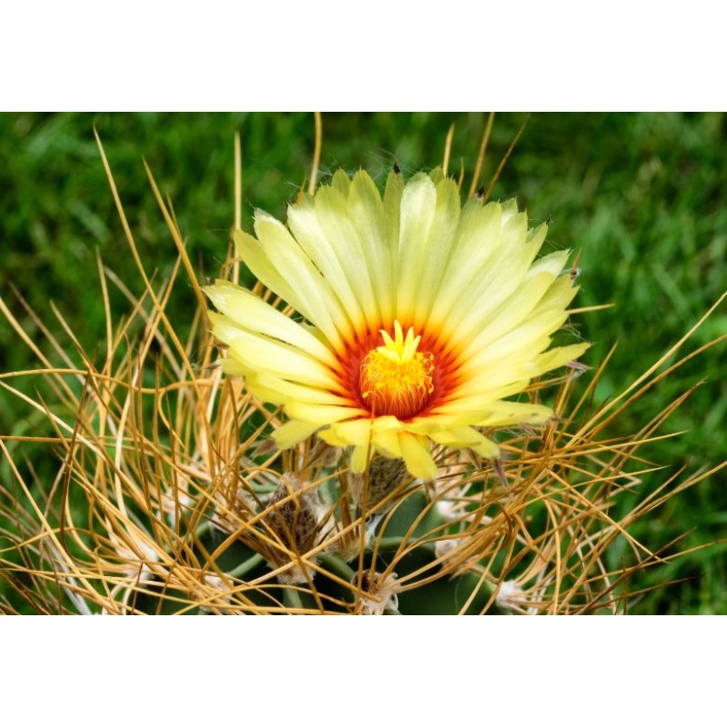 Cactus Capricorne (Astrophytum capricorne) 6 graines