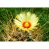 Kaktus Capricorne (Astrophytum capricorne) 6 semen