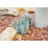 Kaktus Capricorne (Astrophytum capricorne) 6 semen