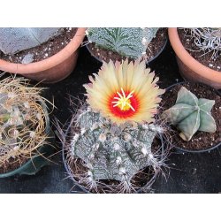 Cactus Senile (Astrophytum senile) 6 graines