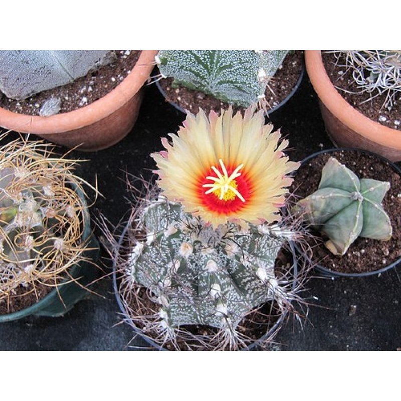 Cactus Senile (Astrophytum senile) 6 semi