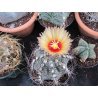 Kaktus Senile (Astrophytum senile) 6 Samen
