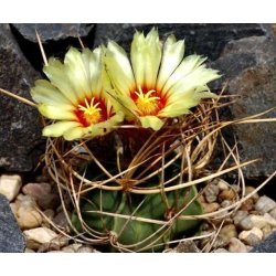 Cactus Senile (Astrophytum senile) 6 semillas