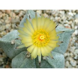 Kaktus Myriostigma (Astrophytum myriostigma) 6 nasion