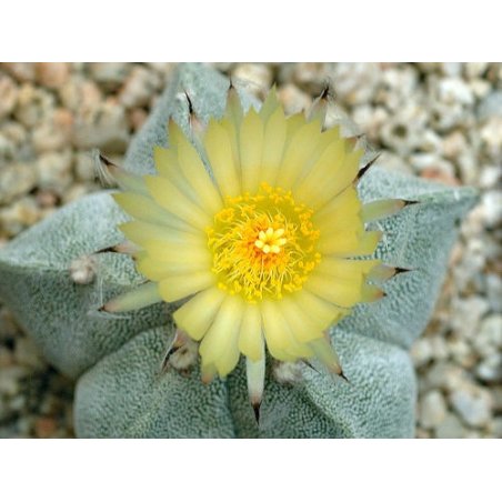 Cactus Myriostigma (Astrophytum myriostigma) 6 semillas