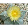 Kaktus Myriostigma (Astrophytum myriostigma) 6 Samen