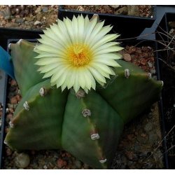 Kaktus Myriostigma (Astrophytum myriostigma) 6 semien