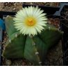 Kaktus Myriostigma (Astrophytum myriostigma) 6 sjemenki