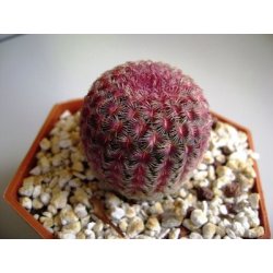 Kaktus Rubrispinus (Echinocercus rigidissimus) 6 Samen