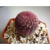 Kaktusz Rubrispinus (Echinocercus rigidissimus) 6 mag