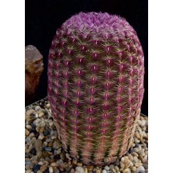 Kaktus Rubrispinus (Echinocercus rigidissimus) 6 semien