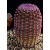 Kaktus Rubrispinus (Echinocercus rigidissimus) 6 semien