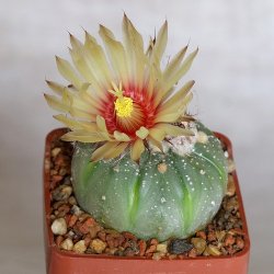 Cactus Asterias (Astrophytum asterias) 6 semillas