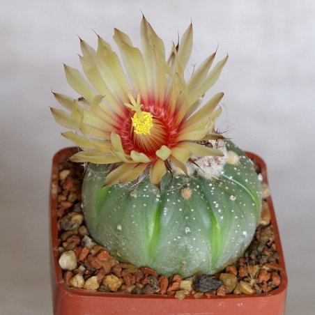 Cactus Asterias (Astrophytum asterias) 6 semi