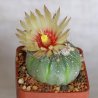 Kaktus Asterias (Astrophytum asterias) 6 semien