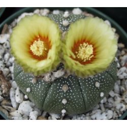 Cactus Asterias (Astrophytum asterias) 6 semi
