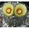 Kaktus Asterias (Astrophytum asterias) 6 siementä