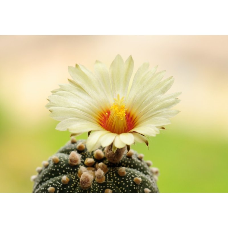 Kaktus Niveum (Astrophytum niveum) 6 Samen