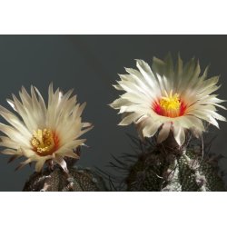 Kaktus Niveum (Astrophytum niveum) 6 siementä